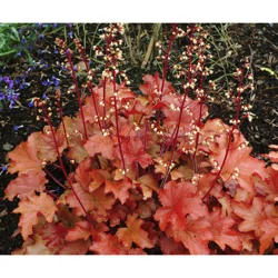 Garden Exclusive Coral Bells Peach Flambe