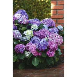 Hydrangea L.A. Dreamin'