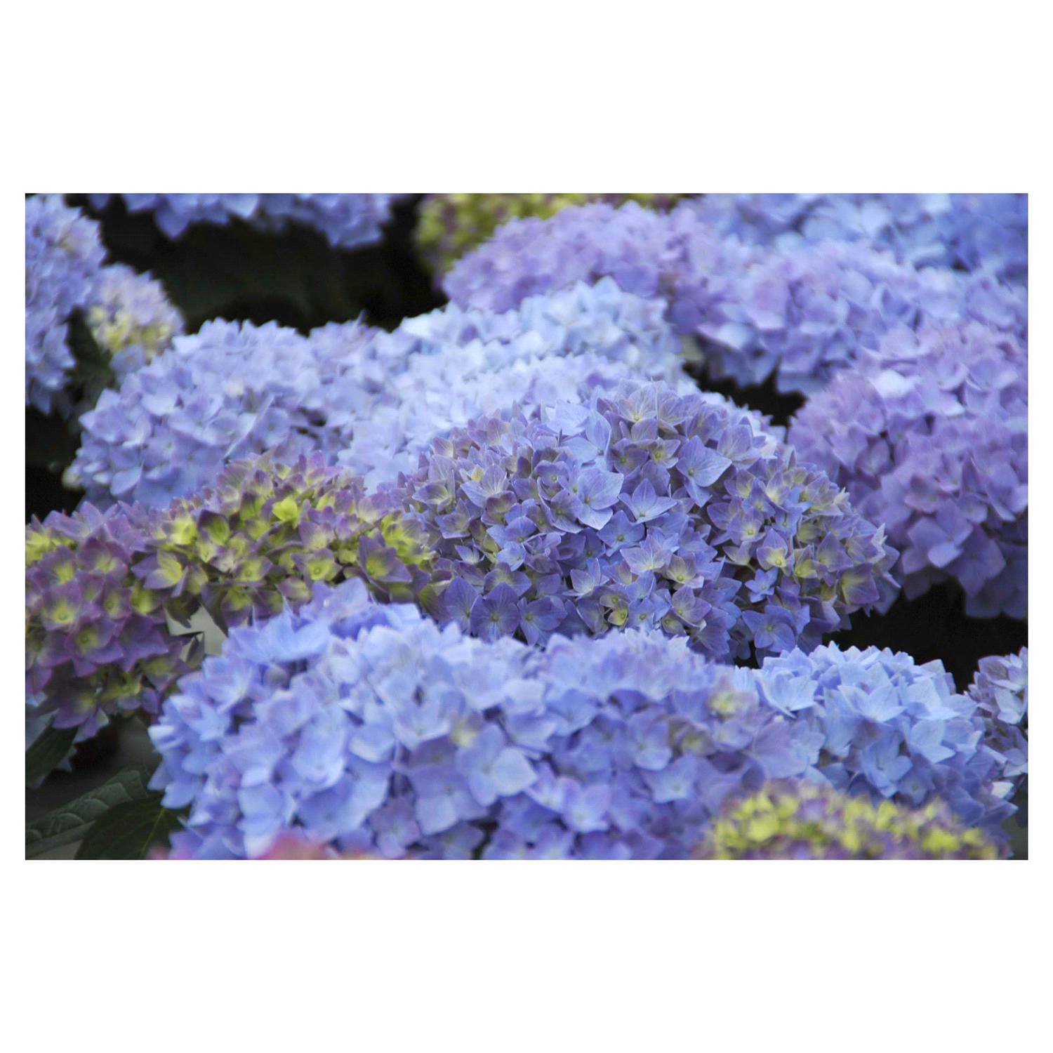 slide 1 of 1, Hydrangea Poppet Assortment, 1 ct