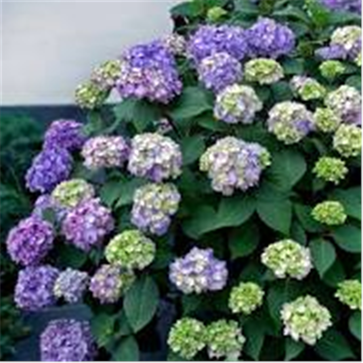 slide 1 of 1, Hydrangea Bloomstruck, 1G ENDLESS