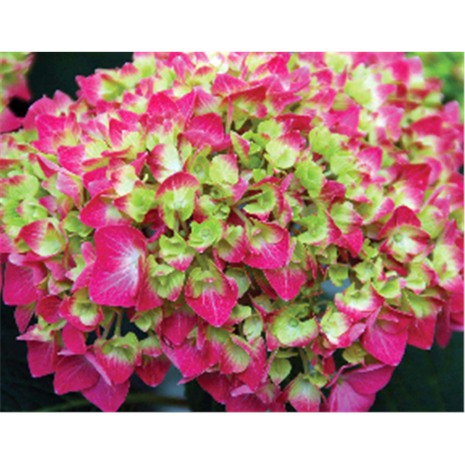 slide 1 of 1, Hydrangea Lime Lovebird, 1 gal