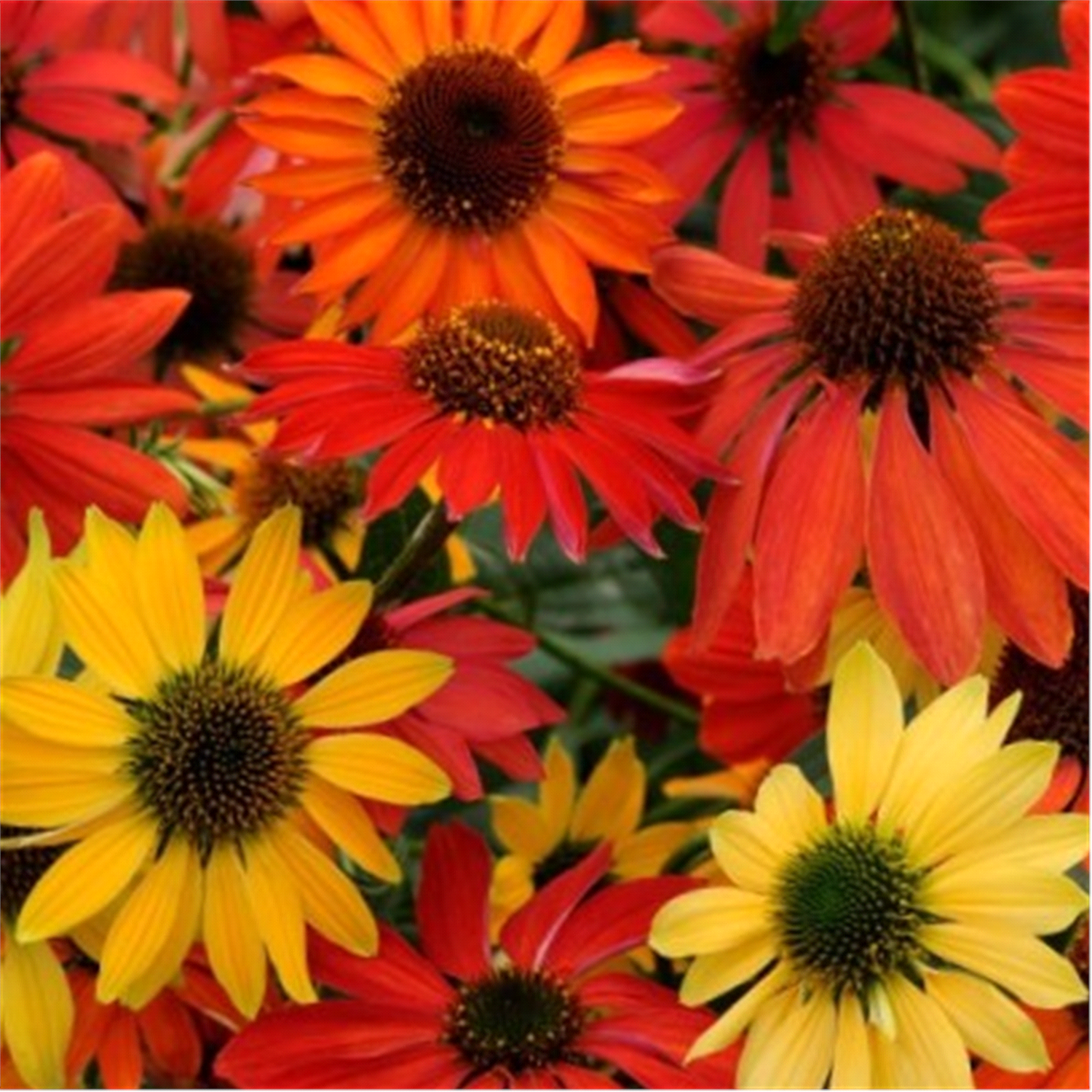 slide 1 of 1, Echinacea Cheyenne Spirit coneflower, 2.5 qt but