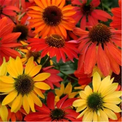 Echinacea Cheyenne Spirit coneflower