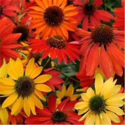 Echinacea Cheyenne Spirit coneflower