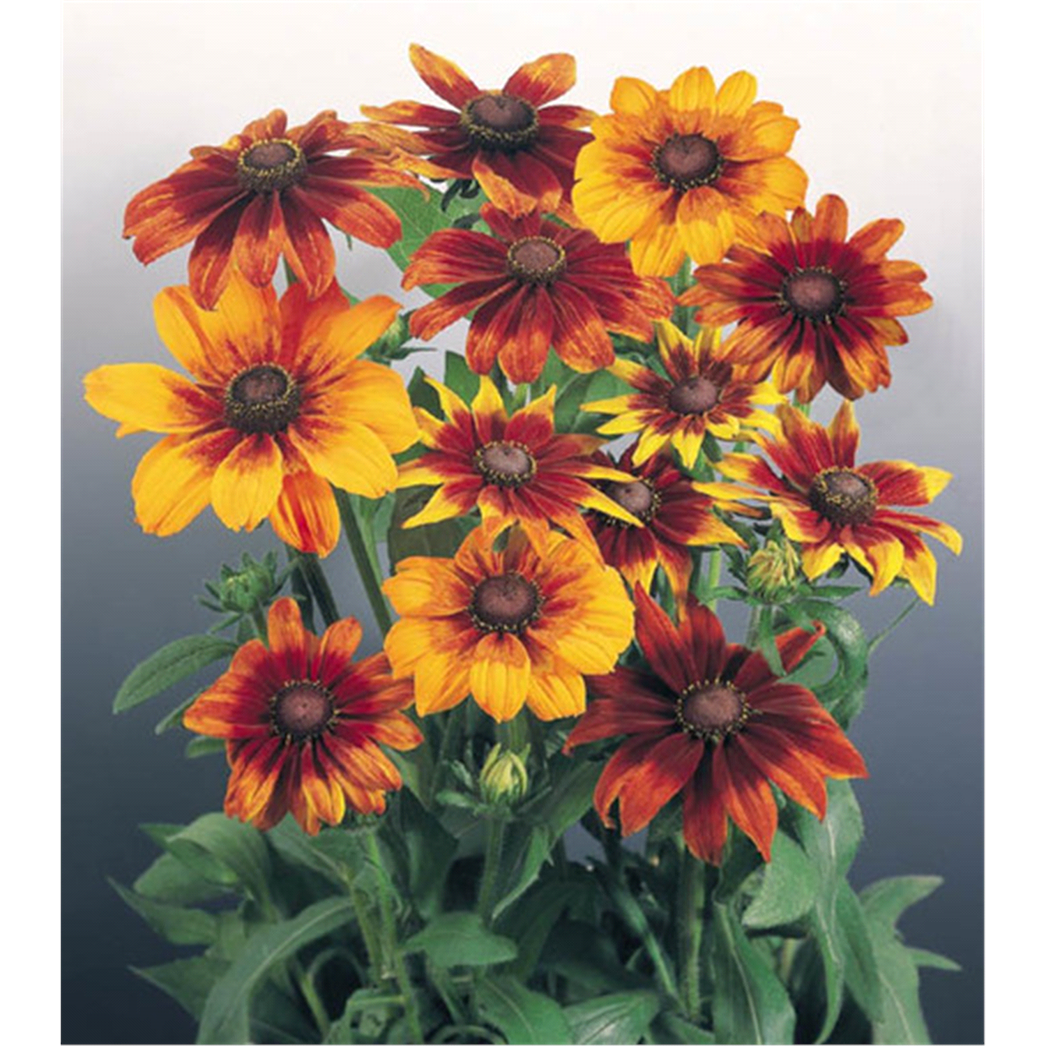 slide 1 of 1, Rudbeckia Hirta Black eyed Susan, 2.5 qt but