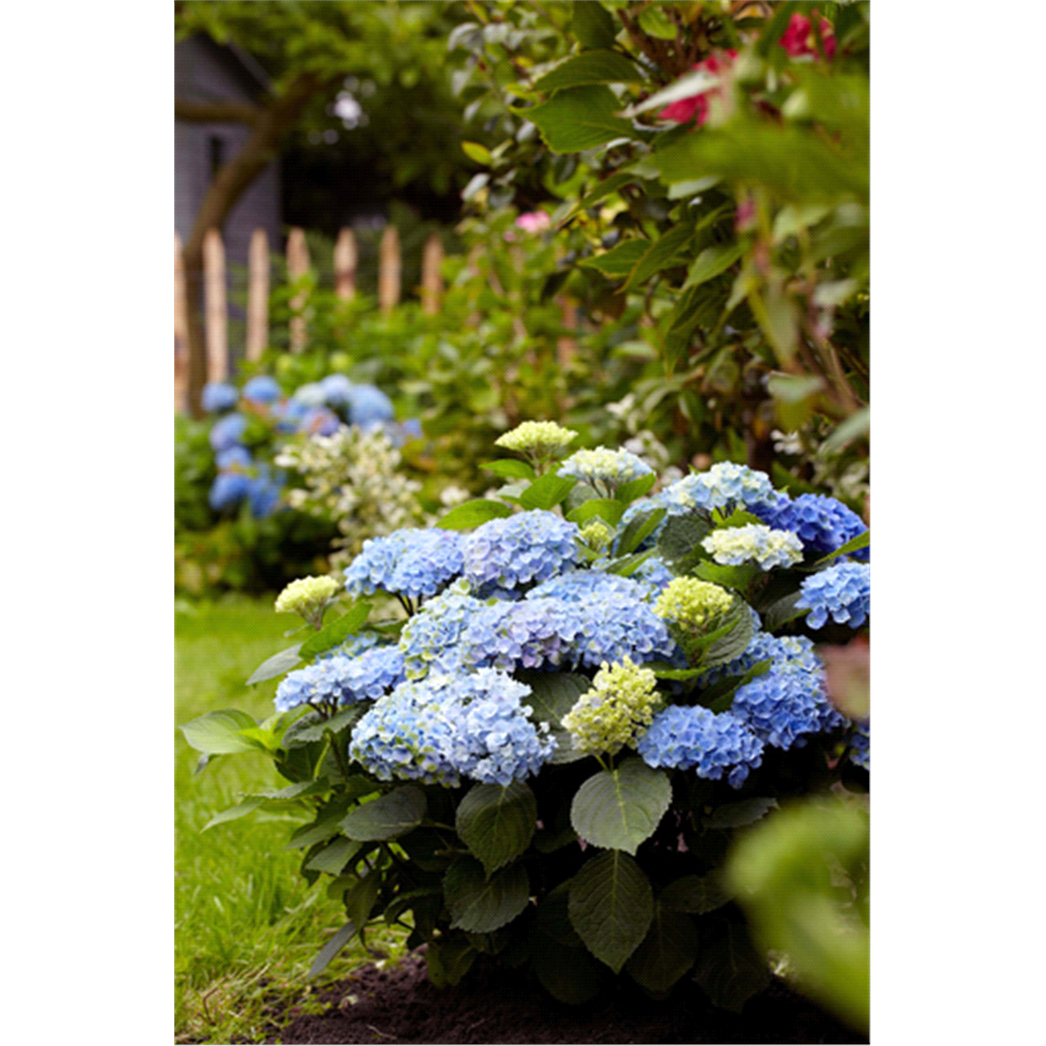 slide 1 of 1, Hydrangea Revolution, 1 gal