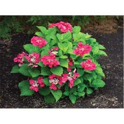 Hydrangea Cherry Explosion