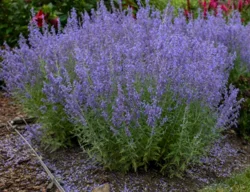 PROVEN WINNERS Pw 2.5 Qt Russian Sage