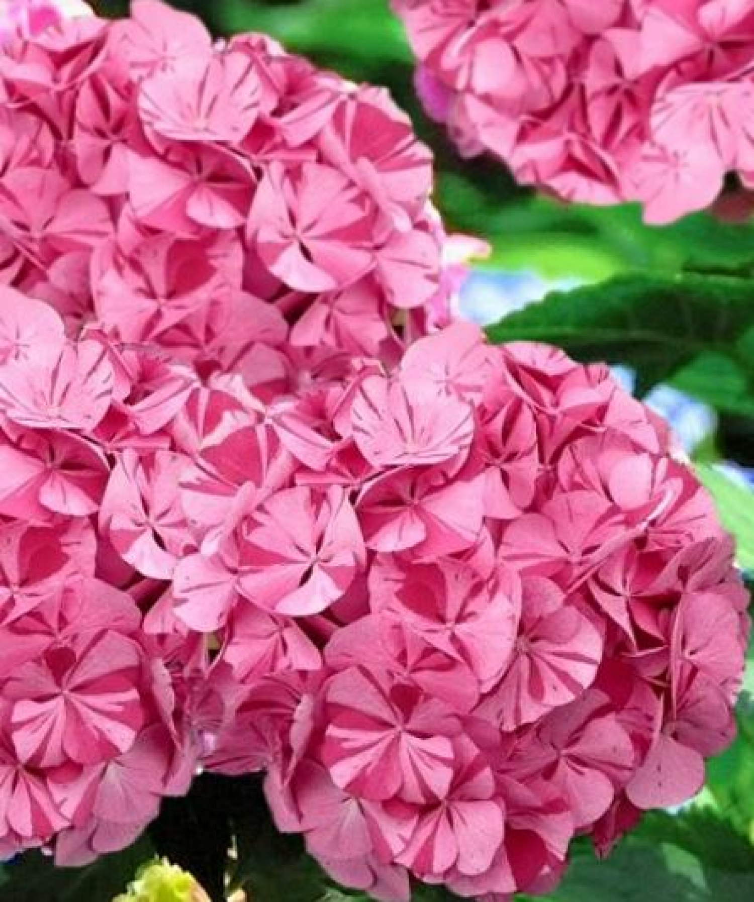 slide 1 of 1, Hydrangea Sweet Fantasy, 3 gal