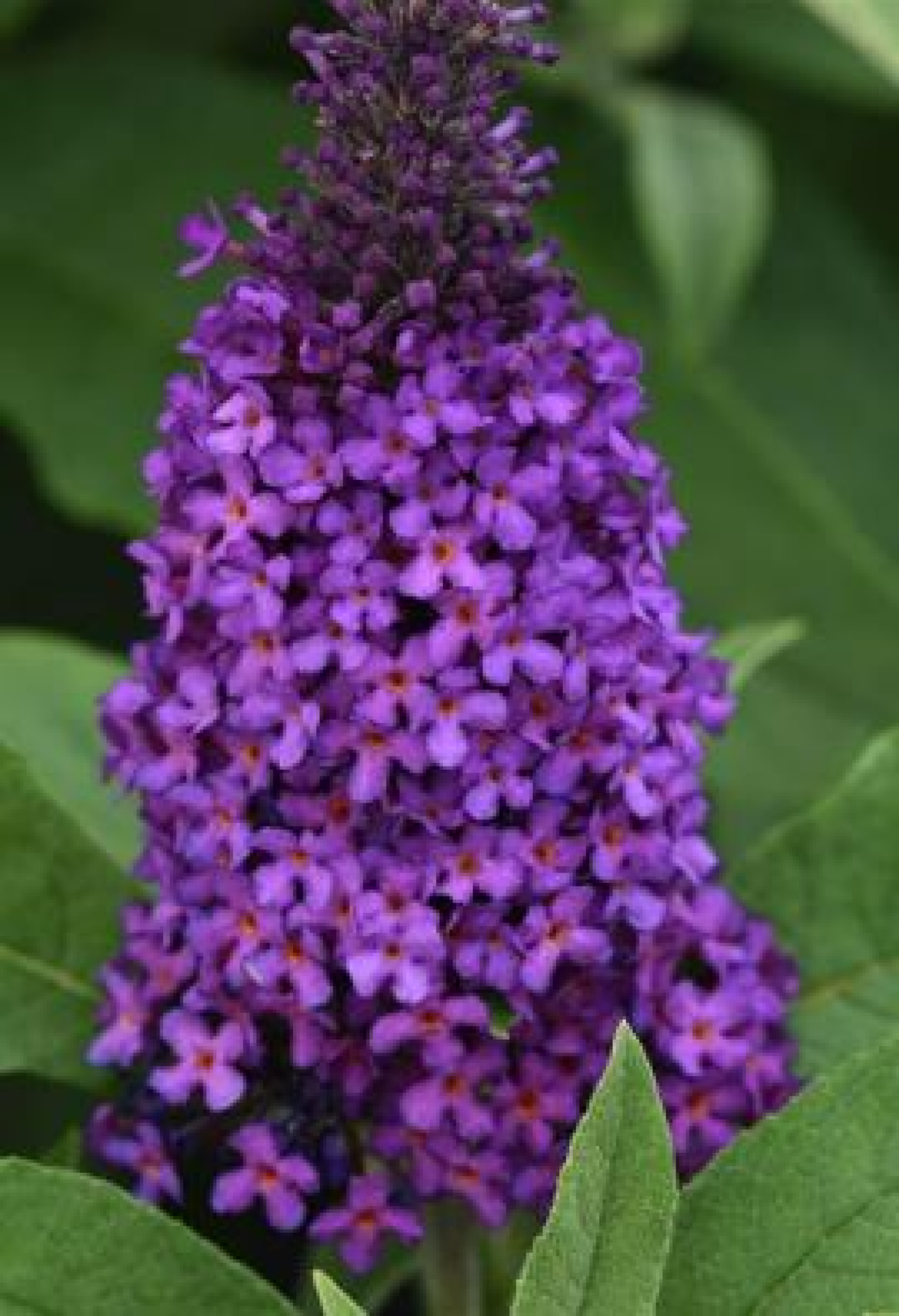 slide 1 of 1, Grdn Excs Butterfly Bush Chrysalis, 2.5 qt