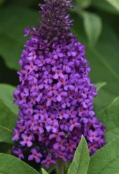 Grdn Excs Butterfly Bush Chrysalis