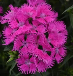 Grdn Excl Dianthus Rockin Purple