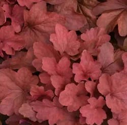 Grdn Excl Coral Bells Cinn Stick