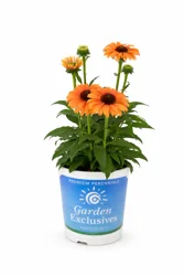 Garden Exclusives 2.5q Coneflower Sunseeker