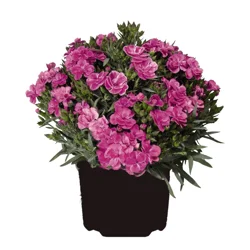 Garden Exclusives 2.5q Dianthus Peman Ast