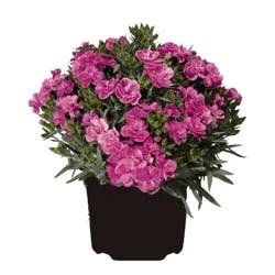 Garden Exclusives 2.5q Dianthus Peman Ast