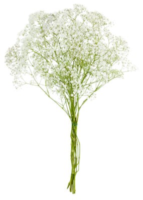 slide 1 of 1, Babys Breath Gypsophila Million Star - Each, 1 ct