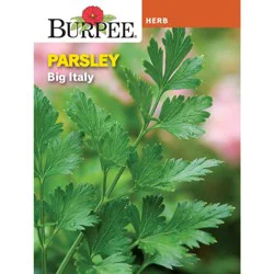Burpee Parsley Big Italy