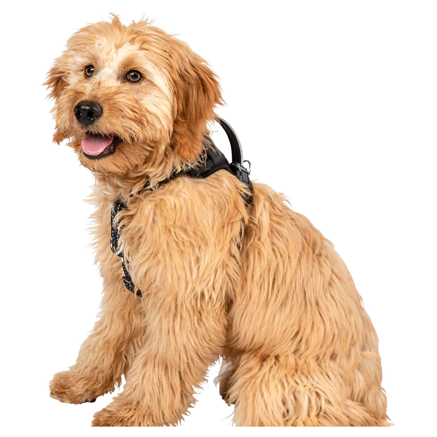 slide 2 of 2, Premier Pet No Pull Comfort Harness Medium 1 ea, 1 ct
