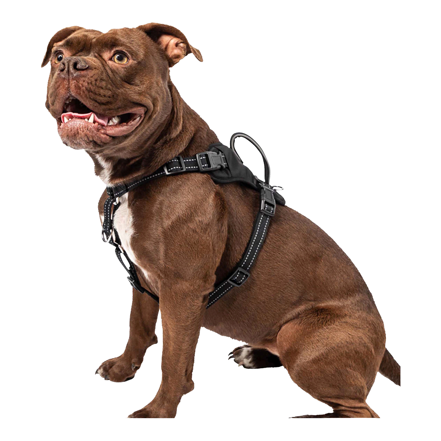 slide 2 of 3, Premier Pet No-Pull Comfort Harness, Black, Medium, LG