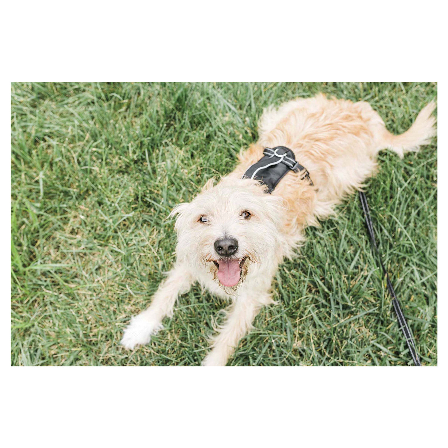 slide 3 of 3, Premier Pet No-Pull Comfort Harness, Black, Medium, LG