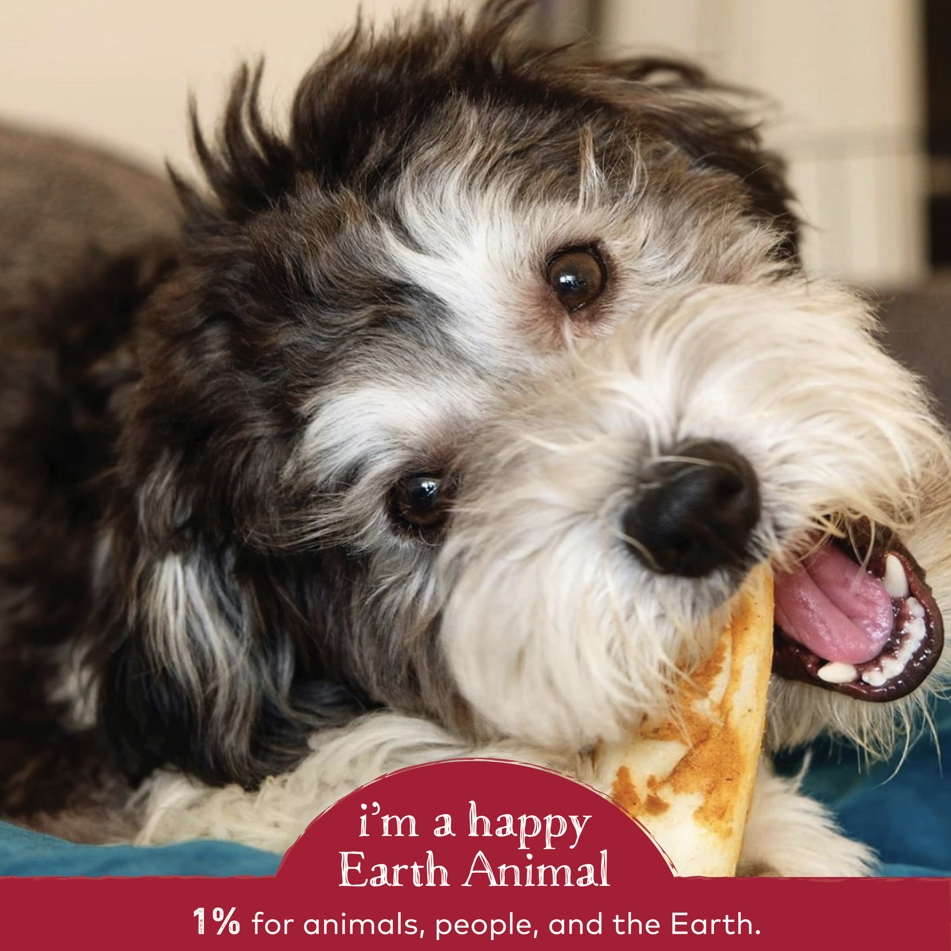 slide 5 of 5, Earth Animal No-Hide Grass-Fed Beef Small Natural Rawhide Alternative Dog Chews, 2 Pack, 1 ct