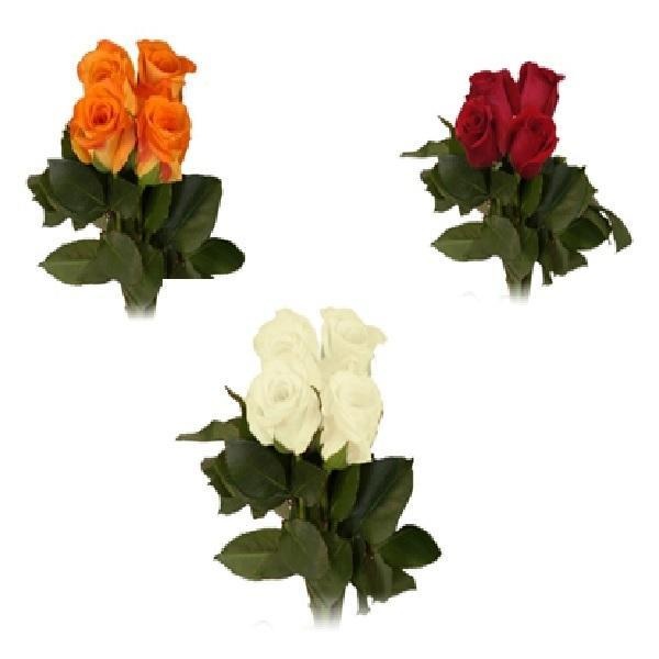 slide 1 of 1, Garden Rose, 1 ct