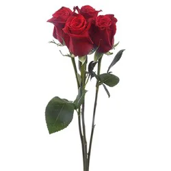 Garden Rose