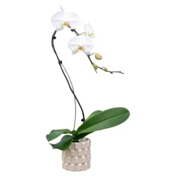 Bloom Haus Fresh Live White Cascade Orchid In Concrete Pot