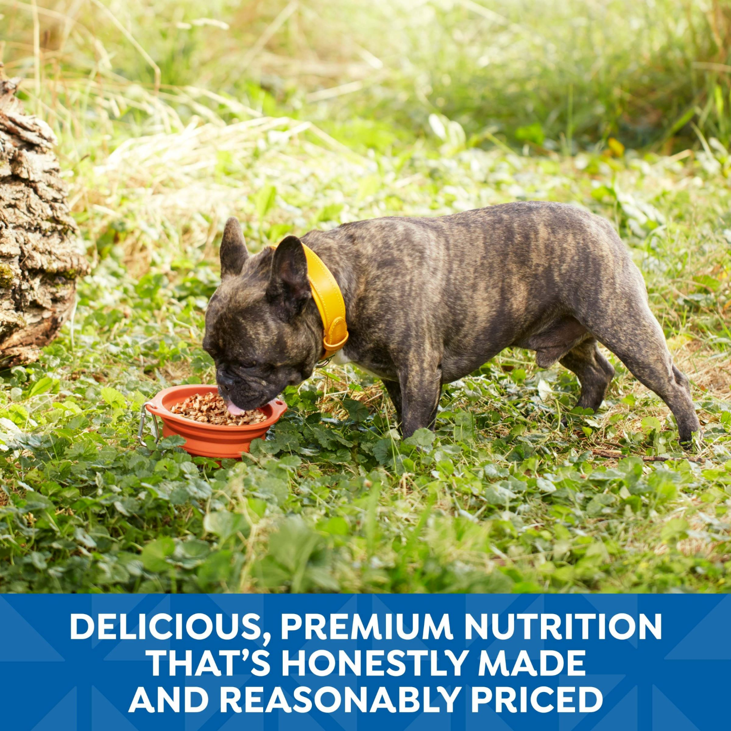 slide 3 of 8, Nature's Recipe Chicken, Salmon And Turkey Recipes Variety Pack Wet Dog Food, 2.75 Oz. Cup, 12 Count, 12 ct