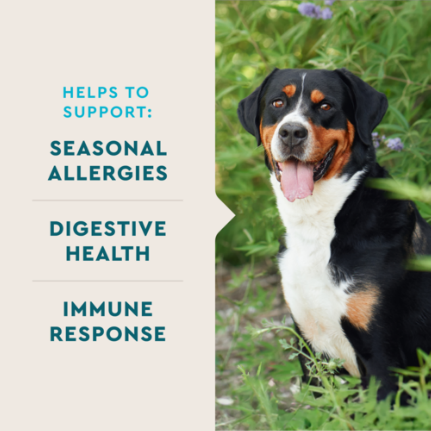 slide 4 of 4, VetIQ Allergy Pro Dog Chews, 60 ct, 60 ct