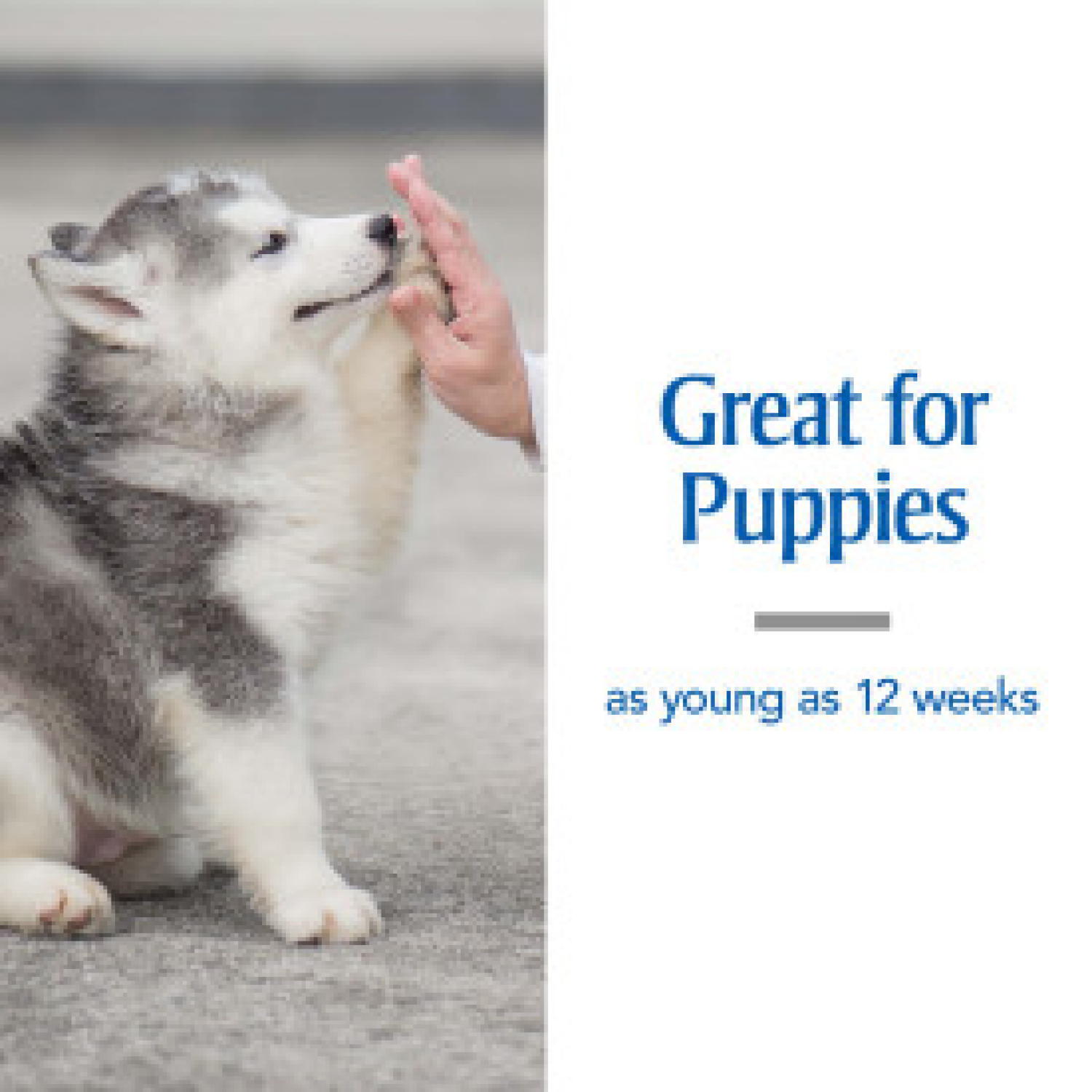 slide 6 of 7, Pa 7 Way Sm Dewormer Dog 2Ct, 2 ct