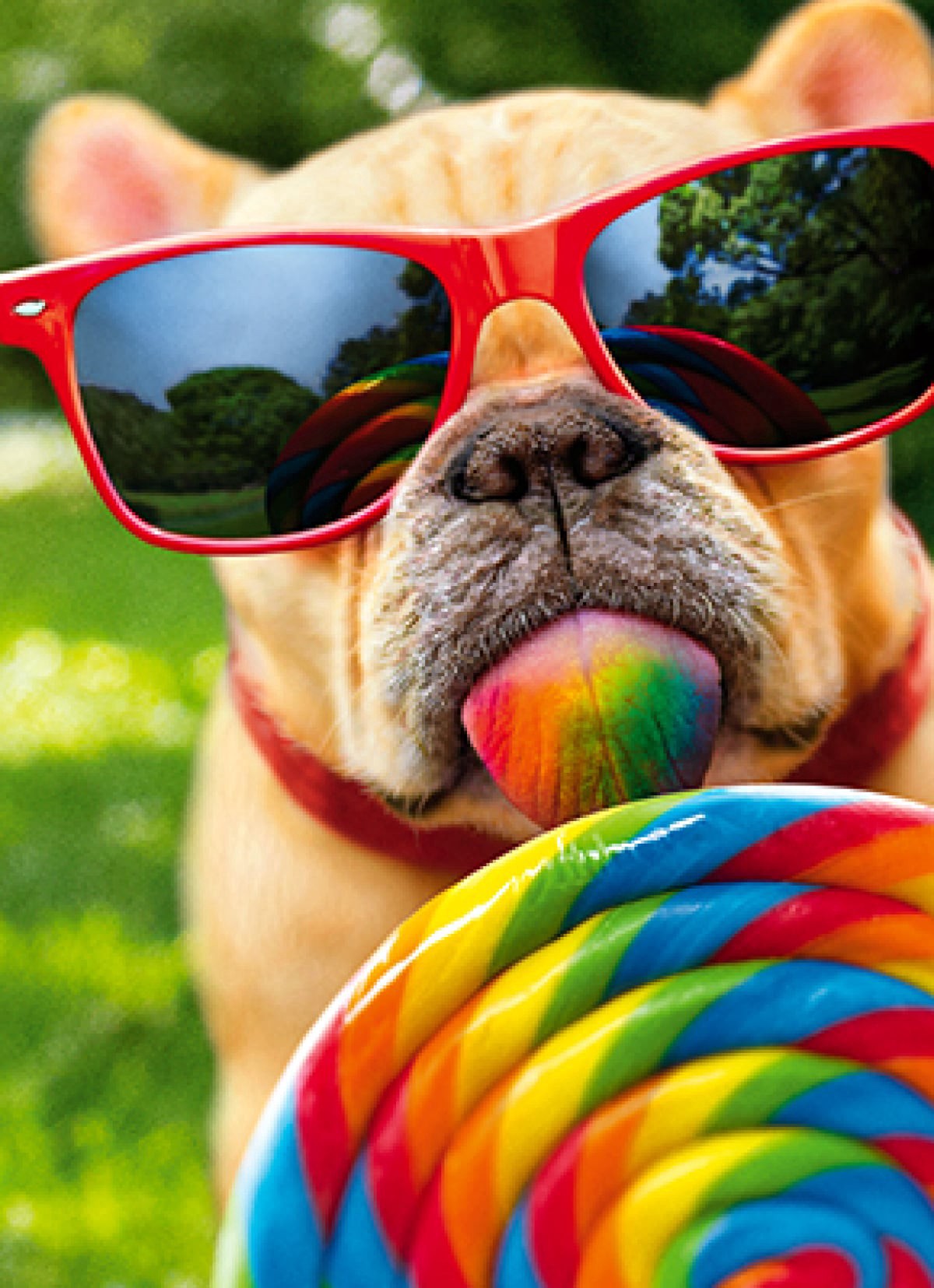 slide 1 of 1, Avanti Card Bday Dog With Big Lollipop, 1 ct