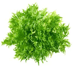 Frisse Lettuce