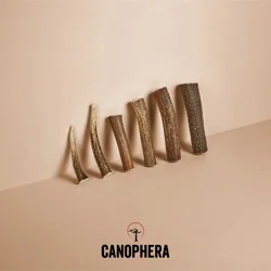 Canophera Small Dog Red Deer Antler Chew
