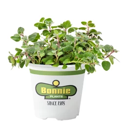 Bonnie Plants Sweet Marjoram