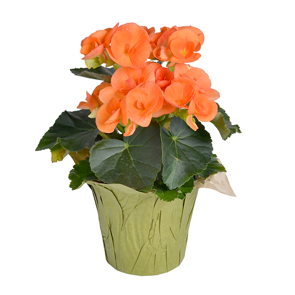 slide 1 of 1, Bachman's Reiger Begonia Blooming Plant, 4-Inch, 1 ct