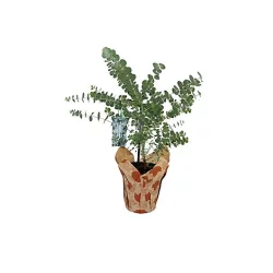 Eucalyptus