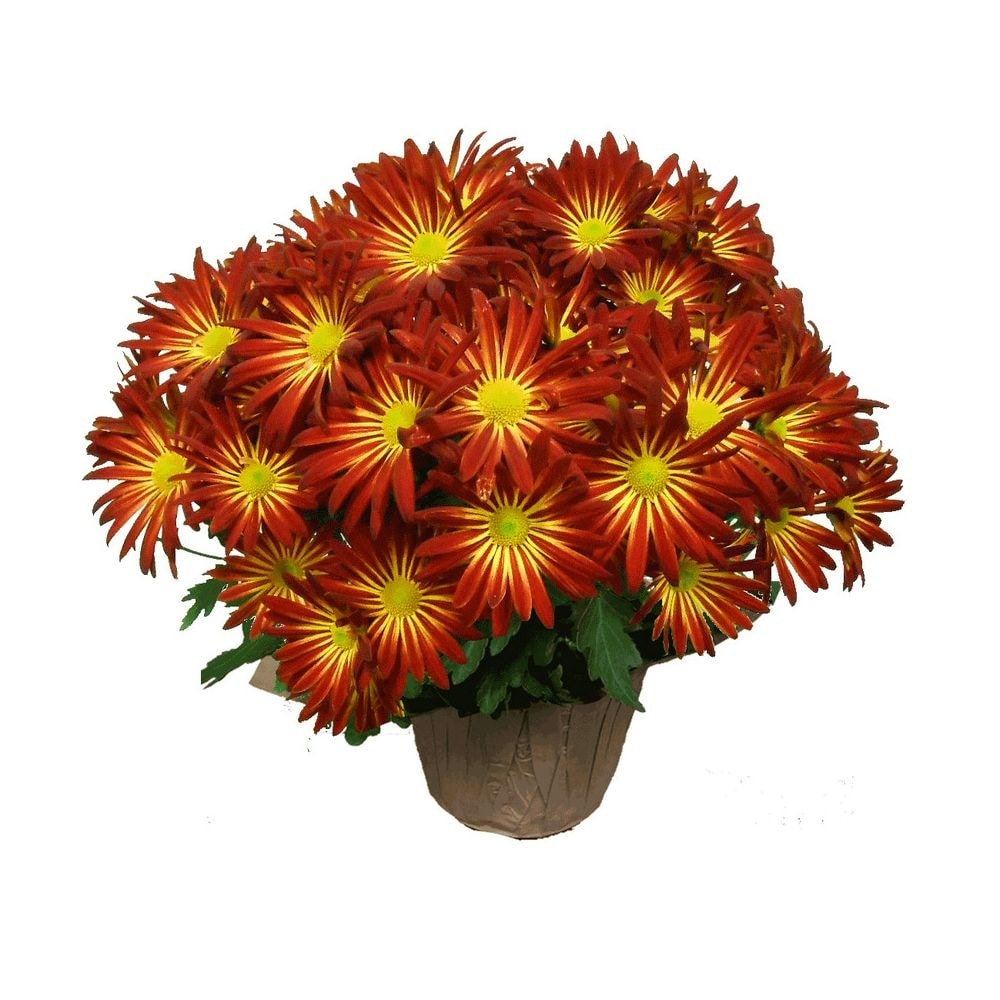 slide 1 of 1, Mum Pelee Premium, 6.5 in