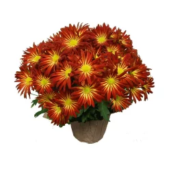 Mum Pelee Premium