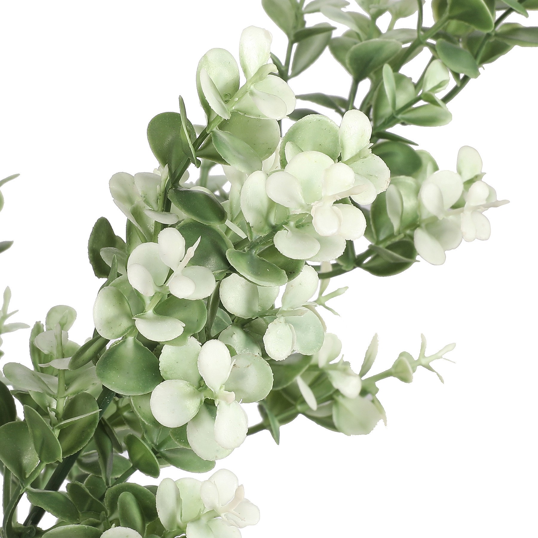 slide 2 of 2, 19" Cream Boxwood Bush By Ashland, 19 in