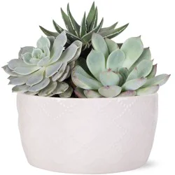 Central Market Succulent Garden