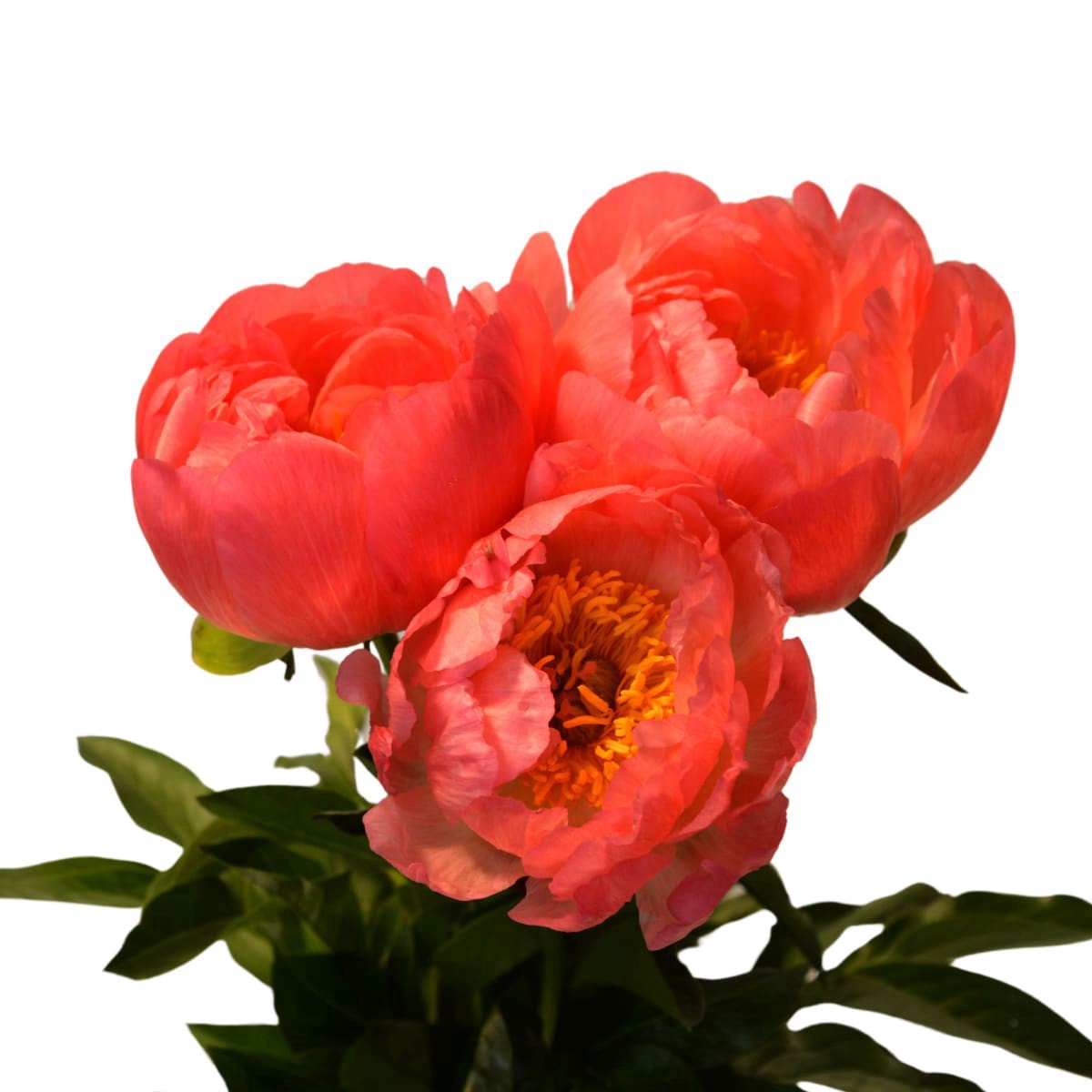 slide 1 of 1, Peony, Bunch, 1 ct