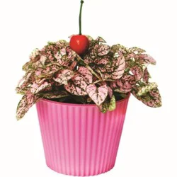 4" Pink Splash Plant