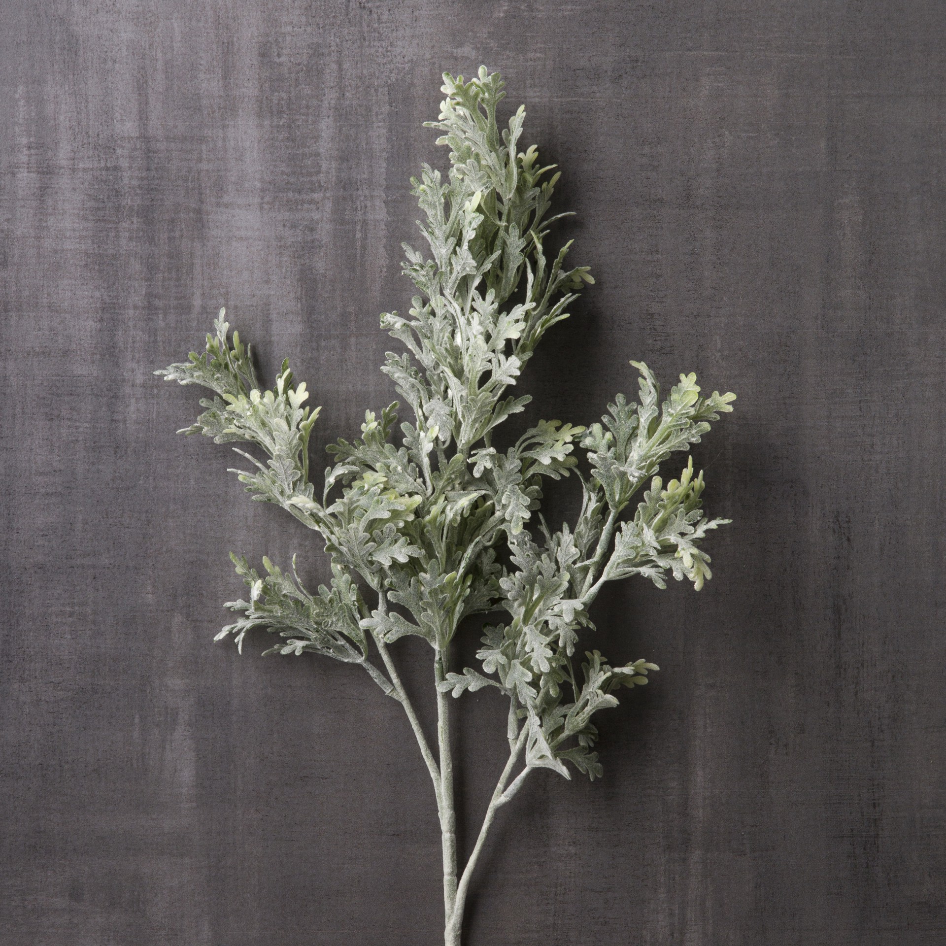 slide 2 of 3, Dusty Miller Stem By Ashland, 27 in