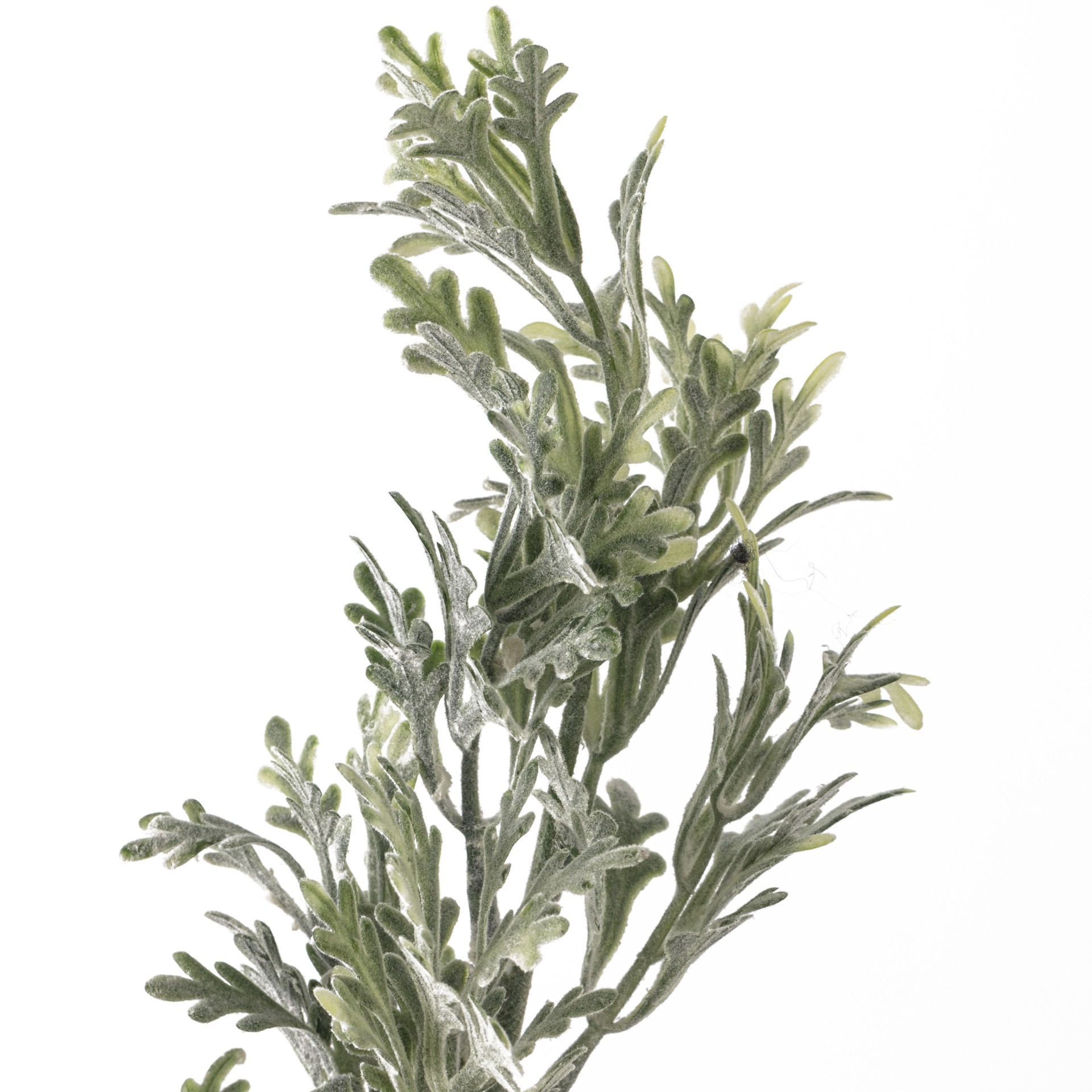 slide 3 of 3, Dusty Miller Stem By Ashland, 27 in