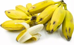Burro Plantains - Each