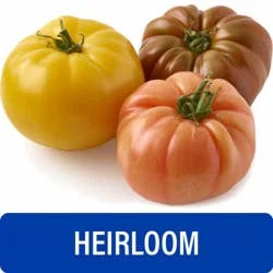 Fresh Heirloom Tomato