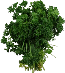 Parsley