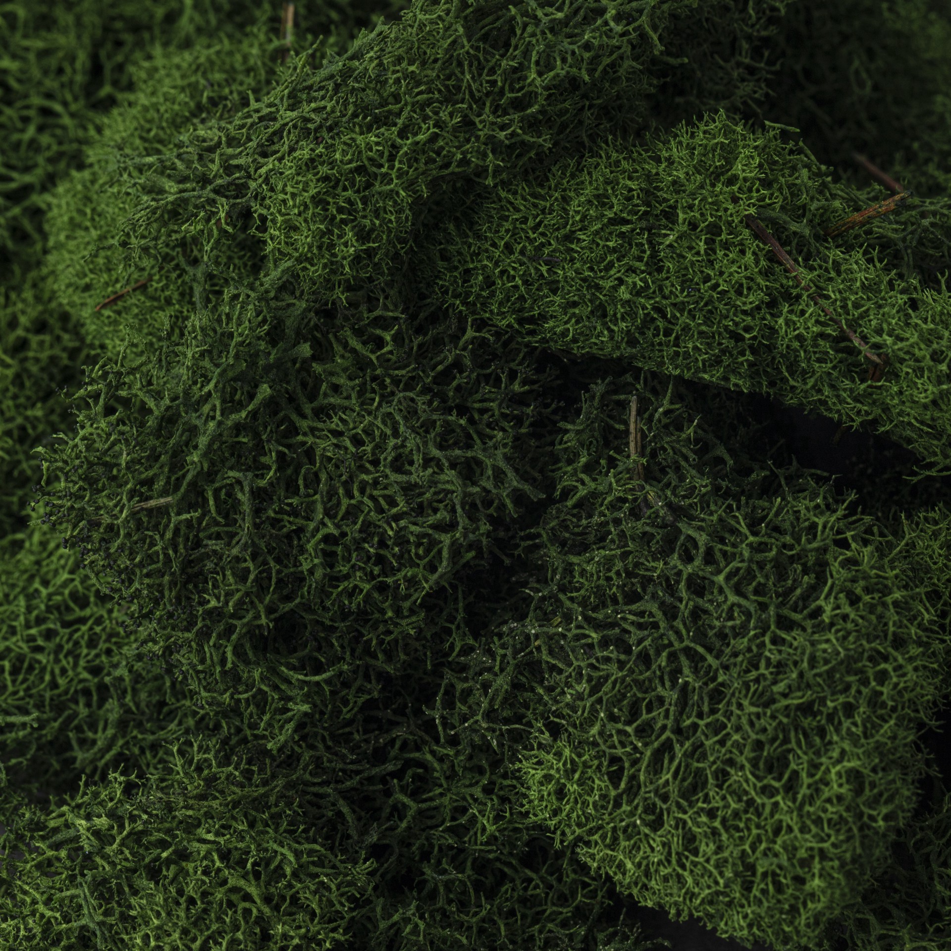 slide 2 of 7, Supermoss Preserved Reindeer Moss, Forest, 0.13 lb